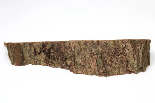 Beyaz arkaplanda eski ağaç kabuğu dokusu