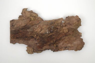 Beyaz arkaplanda eski ağaç kabuğu