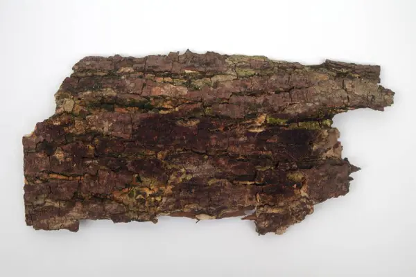 Beyaz arkaplanda eski ağaç kabuğu