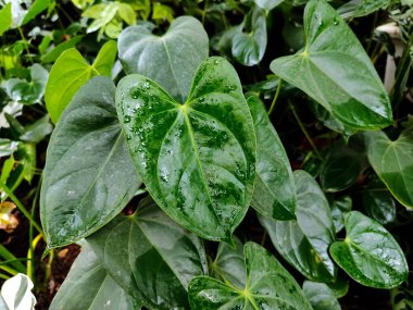 Güzel yeşil yaprak desen arkaplanı