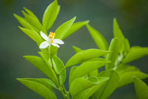 Çiçek açmış güzel beyaz bir limon, canlı yeşil yapraklara karşı narin yapraklarını vurgular..