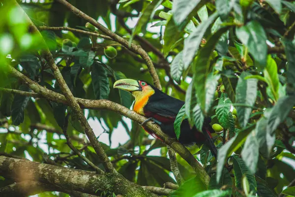 Canlı yeşil gagalı bir tukan zarif bir şekilde sarı erik ağacına tünemiş renkli meyvelerle güzelce harmanlanmış..