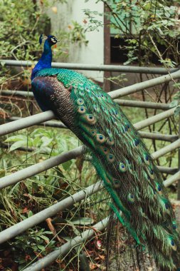 Tavus kuşu tüyleri zarifçe arkadan sergileniyor, metal bir çitin üzerinden sarkıyor, canlı renklerini ve karmaşık desenlerini sergiliyor..