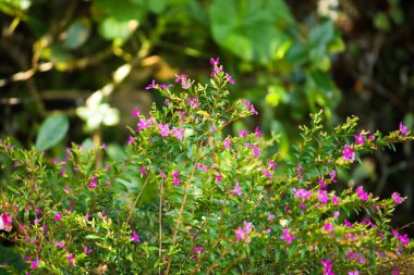 Güzel pembe çiçekler iyi korunan bir bahçede canlı bir şekilde açıyor, narin taç yaprakları ve yumuşak, büyüleyici bir renk sergiliyor..