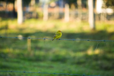 Bright yellow canary perched on a fence, with green pasture in the background. clipart