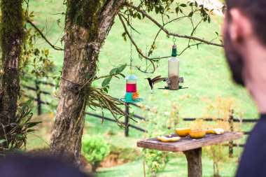 Sinek kuşu yapay bir nektarda canlı renklerle besleniyor.