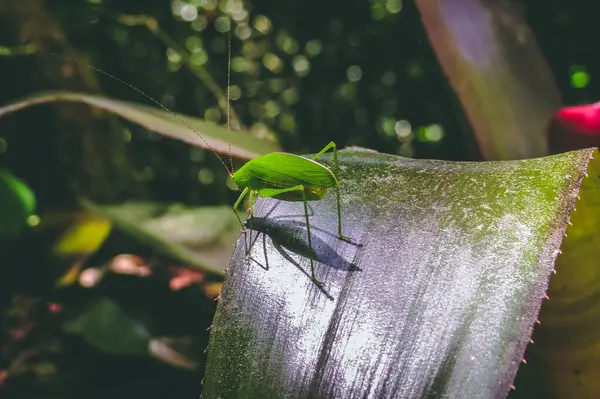 Yeşil cırcır böceği, doğanın ortasında büyük yeşil bir yaprağa tünemişti..