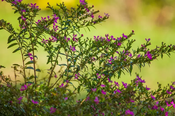 stock image Beautiful pink flowers blooming vibrantly in a well-maintained garden, showcasing delicate petals and a soft, enchanting hue.