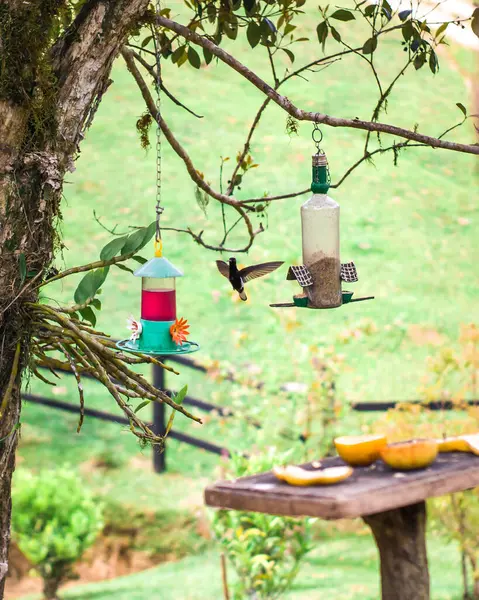 Bir sinekkuşu canlı bir yapay nektar besleyicisinin önünde zarifçe süzülür. Yanardöner tüyleri, uzun ve ince gagasını uzatarak nektarı yudumlarken ışıkta parıldıyor.