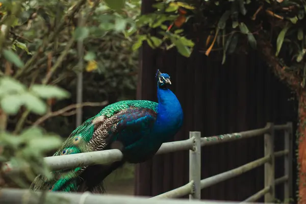 Göz kamaştırıcı yeşil ve mavi tüyleri olan güzel bir tavus kuşu zarif bir şekilde çitin üzerinde oturur, dingin ve resimsel bir sahnede canlı renklerini sergiler..