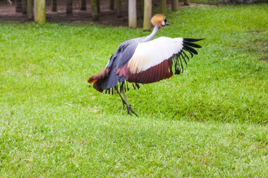 Taçlı bir turna zarif bir şekilde yemyeşil çimlerin üzerinde duruyor, görkemli tüylerini ve esaret altındaki canlı renklerini sergiliyor..