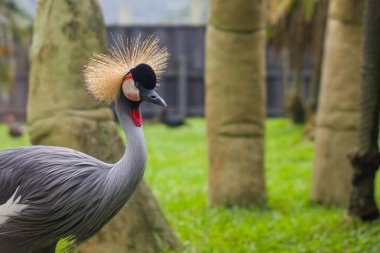 A crowned crane stands gracefully on lush green grass, showcasing its majestic plumage and vibrant colors in captivity. clipart