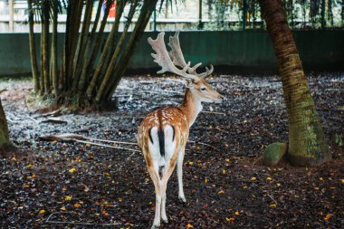 Deer seen from behind in its zoo enclosure, framed by trees, showcasing its natural grace clipart