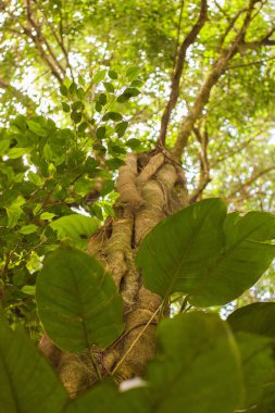 Aşağıdan görünen güzel bir ağacın güneş ışığı yaprakları, yaprakların arasından süzülen altın güneş ışınları, büyüleyici bir ışık ve gölge oyunu yaratıyor. Huzurlu ve büyüleyici doğa manzarası