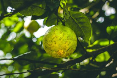 Bir portakal dalına asılı organik portakal. Portakallar canlı, zengin renk ağacın yemyeşil yapraklarına karşı duruyor. Meyvelerin pürüzsüz, çukurlaşmış dokusu açıkça görülebilir. Tazeliğini ve doğal olgunluğunu gösteriyor..