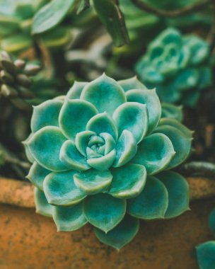 Beautiful green succulent with perfectly shaped petals, showcasing its vibrant color and intricate details against a clean background. clipart