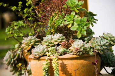 The photograph captures a charming scene featuring several pots of succulent plants arranged on an aged wooden deck in a rustic country garden.  clipart