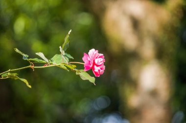 Hassas pembe gül koyu yeşil yaprakların bir zemin üzerinde canlı duruyor, yumuşak yapraklarını ve yemyeşil ortadaki zarif formunu vurguluyor.