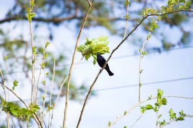 Shiny cowbird perched on a mulberry tree, surrounded by lush green leaves. clipart