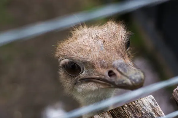 stock image An ostrich staring straight ahead with an intense gaze, capturing the bird's unique and captivating expression.