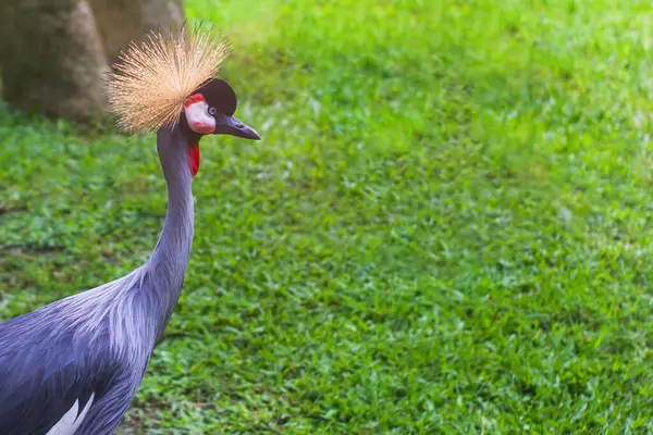 stock image A crowned crane stands gracefully on lush green grass, showcasing its majestic plumage and vibrant colors in captivity.