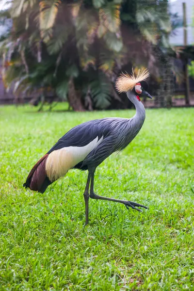 Taçlı bir turna zarif bir şekilde yemyeşil çimlerin üzerinde duruyor, görkemli tüylerini ve esaret altındaki canlı renklerini sergiliyor..