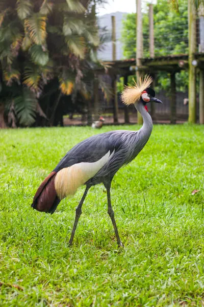 stock image A crowned crane stands gracefully on lush green grass, showcasing its majestic plumage and vibrant colors in captivity.