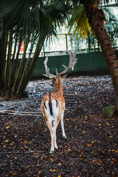 stock image Deer seen from behind in its zoo enclosure, framed by trees, showcasing its natural grace