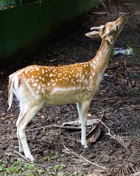 Hayvanat bahçesinde beslenen genç geyik, hassas özelliklerini ve doğal merakını sergiliyor.