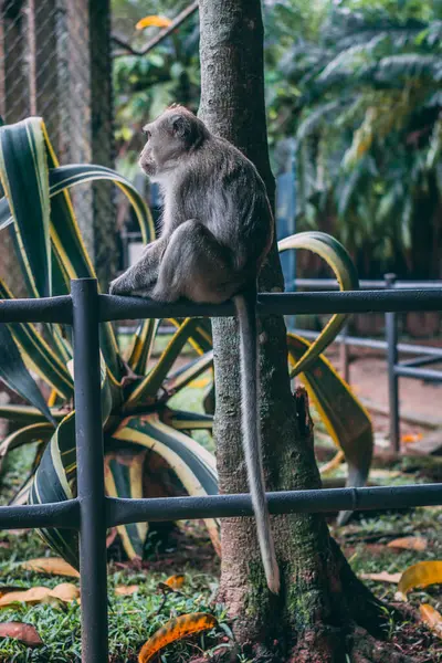 stock image Gray monkey sitting on a metal fence, intently observing its surroundings.