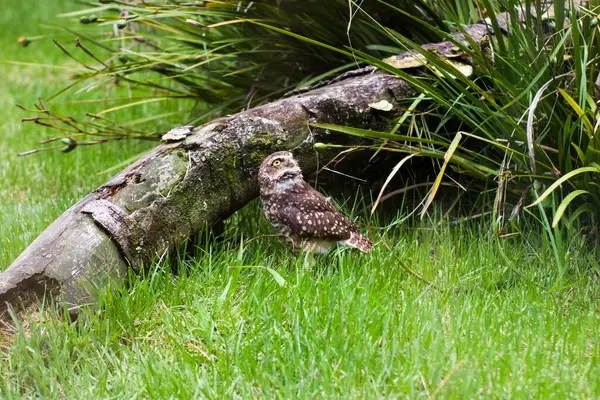 Bu fotoğraf yuvasının girişindeki çimlerin üzerine tünemiş, doğal ortamında yuva yapan bir baykuşu gösteriyor. Baykuşun dışavurumcu sarı gözleri açık, etrafını keskin bir dikkatle tarıyor..
