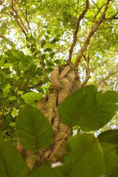 Aşağıdan görünen güzel bir ağacın güneş ışığı yaprakları, yaprakların arasından süzülen altın güneş ışınları, büyüleyici bir ışık ve gölge oyunu yaratıyor. Huzurlu ve büyüleyici doğa manzarası