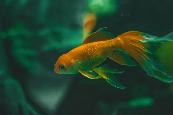 Bu fotoğraf, karanlık akvaryum habitatında süzülen küçük bir altın balığı yakalar. Balığın soluk, neredeyse yanardöner pulları ve loş, gölgeli su arasındaki zıtlık çarpıcı bir görsel etki yaratır..