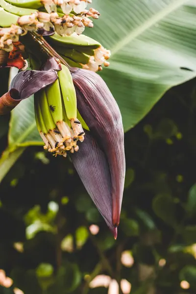 stock image Banana plant heart and flowers with black bees feeding on nectar. The vibrant floral display attracts the bees, showcasing nature's intricate pollination process.