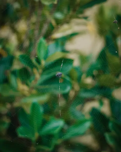 Narin bir örümcek ağı yemyeşil yaprakların arasında parıldıyor, sabah ışığını doğal ortamda yakalıyor..
