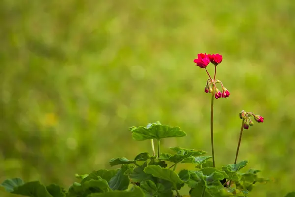 Canlı kırmızı sardunya çiçeği tamamen çiçek açmış. Göze çarpan kırmızı yapraklar ve karmaşık detaylar yemyeşil alana karşı güzel bir şekilde göze çarpıyor, çarpıcı ve canlı bir doğal manzara yaratıyor..