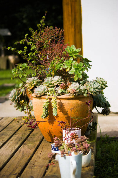 The photograph captures a charming scene featuring several pots of succulent plants arranged on an aged wooden deck in a rustic country garden. 
