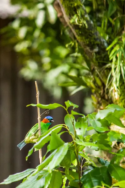 Atlantik Ormanı 'ndaki ağaçların arasına tünemiş askeri tanjant