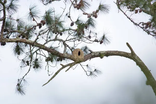 Çam ağacının dalına tünemiş kil kuş evi, Joo-de-Barro 'nun işçiliğini doğal bir ortamda sergiliyordu..