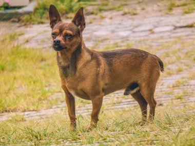 Kahverengi bir Pinscher, yeşil bitki örtüsüyle çevrili taştan bir yolda merakla ve macerayla dolu bir anı yakalıyor..