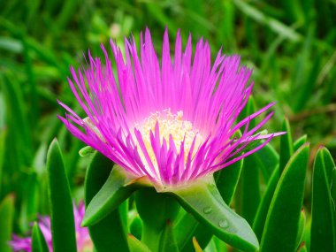 Güzel pembe bir Eland 'ın ekşi inciri yemyeşil yaprakları arasında ışıl ışıl açar..