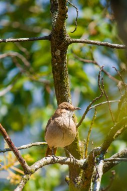 Bir Rufous Hornero bir ağaç dalına nazikçe tünemiş, yumuşak sabah ışığında yıkanmış, sıcaklık ve sükunet saçan.