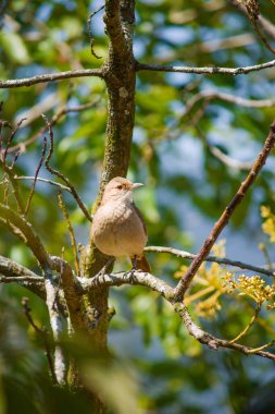 Bir Rufous Hornero bir ağaç dalına nazikçe tünemiş, yumuşak sabah ışığında yıkanmış, sıcaklık ve sükunet saçan.