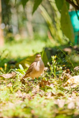 Bir Rufous Hornero meyve bahçesi ağaçlarının altında, bahçenin zemininde duruyor, doğal olarak çevresindeki toprak tonlarıyla harmanlanıyor..