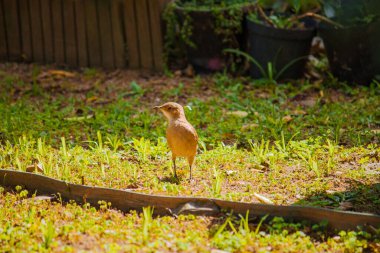 A Rufous Hornero stands on the garden floor beneath orchard trees, blending naturally with the earthy tones of its surroundings. clipart