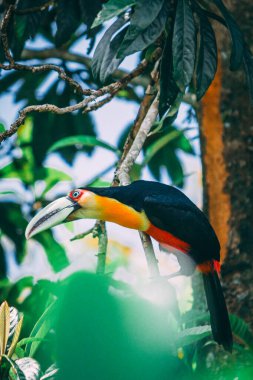 A stunning green-billed toucan perched on a branch of yellow mulberry tree in Brazil's lush Atlantic Forest. clipart