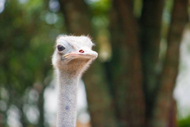 An ostrich gazes curiously, its long neck stretching gracefully, eyes wide with intrigue against a blurred natural backdrop clipart