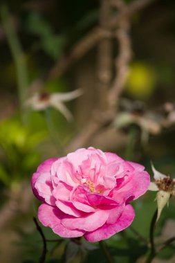 Bahçe zemininde yetişen narin pembe çiçek toprak dokular ve canlı yeşil yapraklarla çerçevelenmiş..