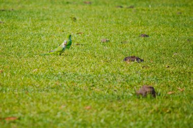 Bir katurrita kuşu (Myiopsitta monachus) yemyeşil çayıra tünemiş, açık gökyüzünün altında huzurlu bir ortamın tadını çıkarmaktadır..