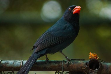 The Black-throated Grosbeak (Saltator fuliginosus) rests on a metal railing, its robust, dark plumage highlighted by subtle light. The bird's sharp black throat and striking beak add bold contrast to the shiny metallic surface clipart